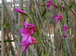 Gla�eul d'Italie, Gla�eul des moissons, Gladiolus italicus