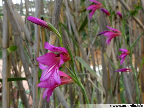 Glaeul d'Italie, Glaeul des moissons, Gladiolus italicus