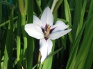 Glaeul d'Abyssinie, Acidanthre bicolore, Gladiolus murieliae