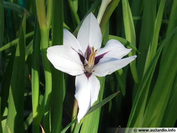 Glaeul d'Abyssinie, Acidanthre bicolore, Gladiolus murieliae