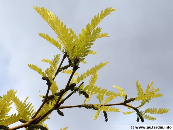 Fvier d'Amrique dor, Fvier sans pine dor, Gleditsia triacanthos f. inermis 'Sunburst'