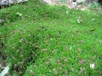 Globularia cordifolia, Globulaire à feuilles cordées Globularia cordifolia, Globulaire à feuilles cordées