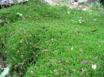 Globularia cordifolia, Globulaire � feuilles cord�es