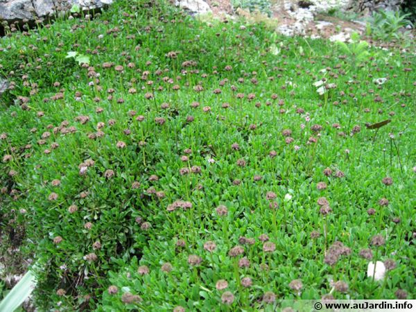 Globularia cordifolia, Globulaire  feuilles cordes