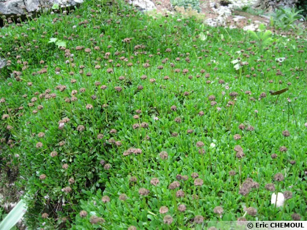 Globularia cordifolia, Globulaire à feuilles cordées