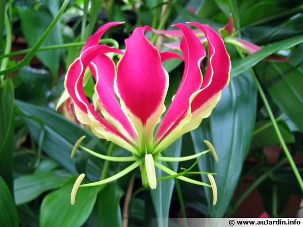 Lis de Malabar, Gloriosa superba rotschildiana, Lis glorieux, Glorieuse