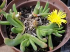Glottiphylum nelii