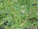 Réglisse, Glycyrrhiza glabra Réglisse, Glycyrrhiza glabra