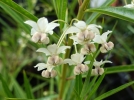 Faux-cotonnier, Gomphocarpe  feuilles de saules, Gomphocarpus fructicosus