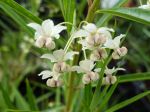 Faux-cotonnier, Gomphocarpe à feuilles de saules, Gomphocarpus fructicosus Faux-cotonnier, Gomphocarpe à feuilles de saules, Gomphocarpus fructicosus
