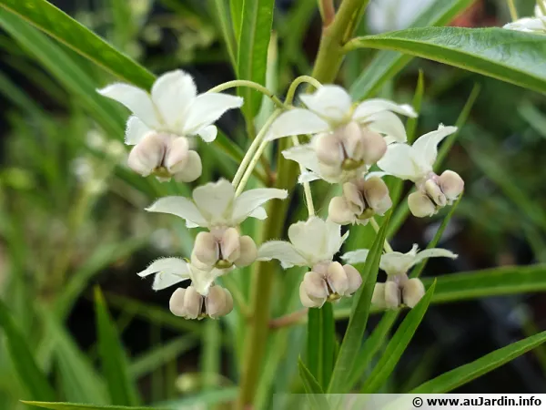 Faux-cotonnier, Gomphocarpe  feuilles de saules, Gomphocarpus fructicosus