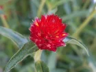 Amarantine du Rio Grande, Gomphrna carlate, Gomphrena haageana