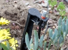 Enterrer une installation de goutte  goutte