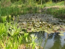 Les plantes oxygnantes, essentielles  l'quilibre du bassin