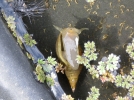 La grande limne, un escargot majestueux dans la mare
