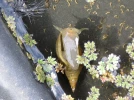 La grande limn�e, un escargot majestueux dans la mare