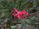 Gr�villier georgeana, Grevillea georgeana