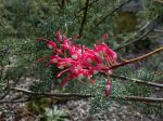Grévillier georgeana, Grevillea georgeana Grévillier georgeana, Grevillea georgeana