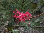 Gr�villier georgeana, Grevillea georgeana