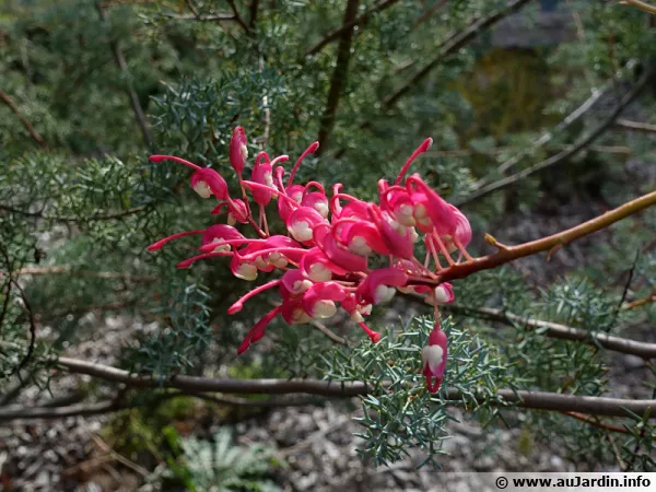 Grévillier georgeana, Grevillea georgeana