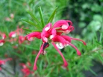 Gr�villier � feuilles de gen�vrier, Grevillea juniperina