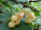 Maladies et parasites du groseillier