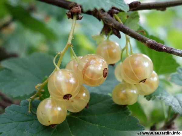 Un groseillier blanc sans maladie s'obtient par la prvention