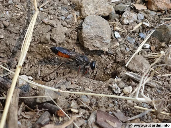 Certaines gupes solitaires creusent pour construire leurs nids