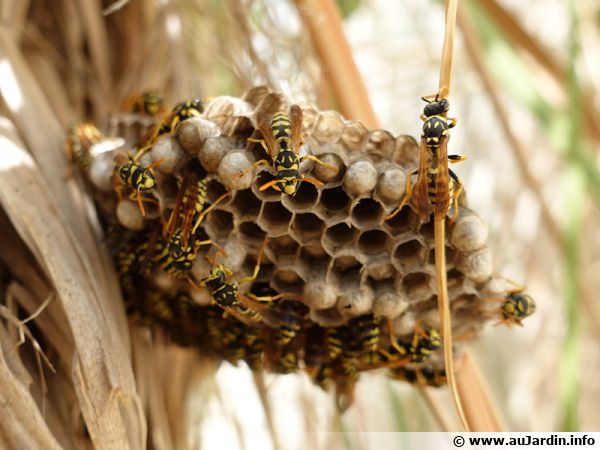 Comment se fait-il que les alvéoles d'une ruche sont hexagonal ? - Quora
