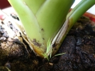 Comment multiplier le guzmania?
