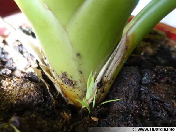 Le guzmania produit des rejets aprs sa floraison qui peuvent tre sparer de la plante mre lors d'un rempotage