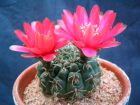 Cactus araigne, Gymnocalycium baldianum