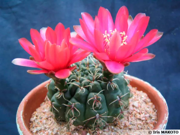 Cactus araignée, Gymnocalycium baldianum