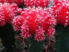 Chin cactus, Cactus fraise, Gymnocalycium mihanovichii