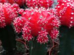 Cactus fraise sur son porte-greffe assurant la fonction chlorophyllienne