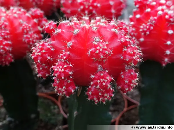 Cactus Gymnocalycium Mihanovichii 'Fraise' - Pot 5,5 Cm - Orange Greffé - Exotenherz