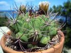 Cactus araignée, Gymnocalycium pflanzii