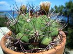 Cactus araignée, Gymnocalycium pflanzii Cactus araignée, Gymnocalycium pflanzii