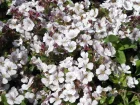 Gypsophile en coussin, Gypsophile  feuilles de craiste, Gypsophila cerastioides