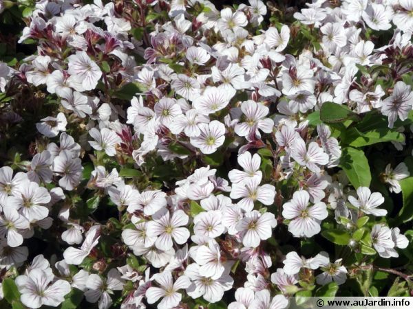 Gypsophile en coussin, Gypsophile à feuilles de céraiste, Gypsophila  cerastioides : planter, cultiver, multiplier