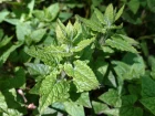 pinard vivace grimpant, pinard du Caucase, Hablitzia tamnoides
