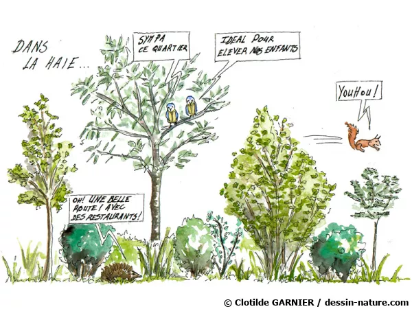 Bnfique  l'agriculture et  la biodiversit, la haie doit retrouver la place