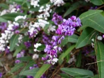 Fleurs d'Hardenbergia violacea et Hardenbergia violacea 'Alba' en arri�re plan