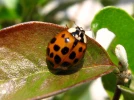 L'invasion de la coccinelle asiatique