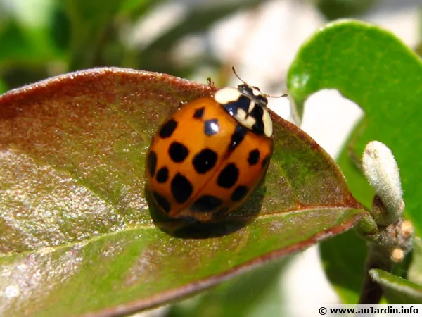 L invasion de la coccinelle asiatique