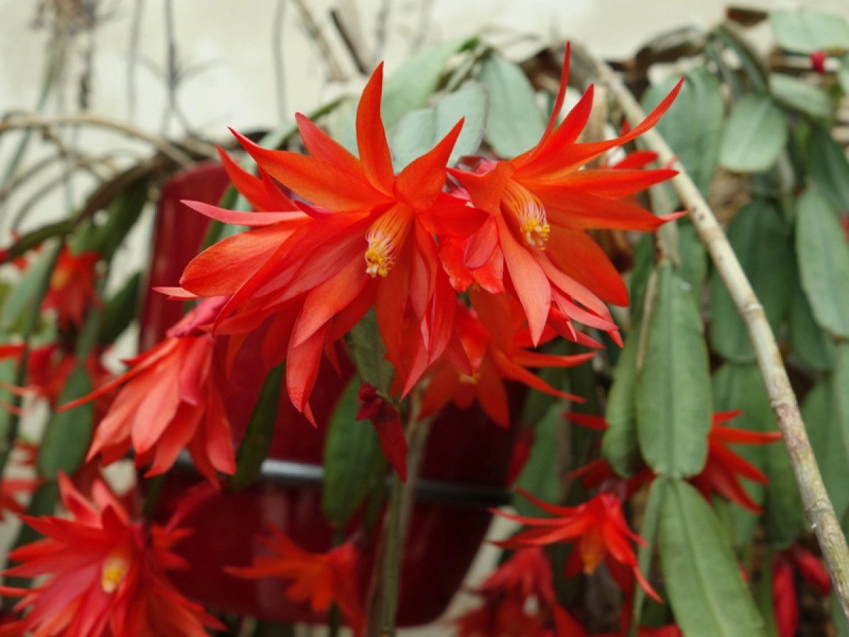 Cactus de Pques, Hatiora gaertneri : planter, cultiver, multiplier