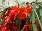 Cactus de Pques, Hatiora gaertneri