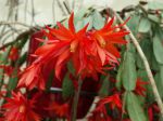 Cactus de Pâques, Hatiora gaertneri, Rhipsalidopsis gaertneri