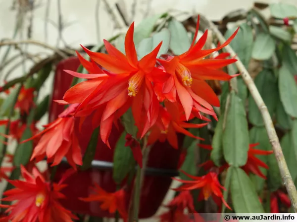 Cactus de Pques, Hatiora gaertneri, Rhipsalidopsis gaertneri
