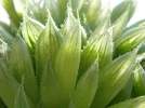 Haworthia decipiens